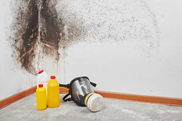 Best Emergency Mold Remediation in Saugerties South, NY