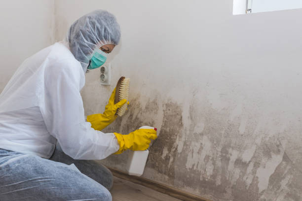 Best Mold Remediation for Specific Building Types in Saugerties South, NY