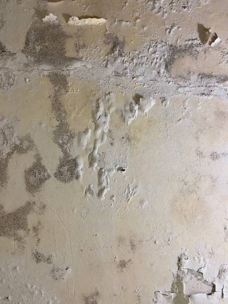 Best Insurance-Related Mold Remediation in Saugerties South, NY