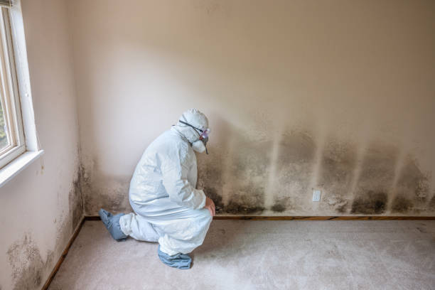 Best Industrial Mold Remediation in Saugerties South, NY