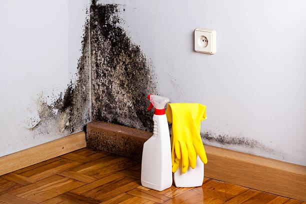 Best HVAC Mold Remediation in Saugerties South, NY