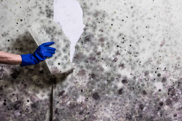 Best Residential Mold Remediation in Saugerties South, NY
