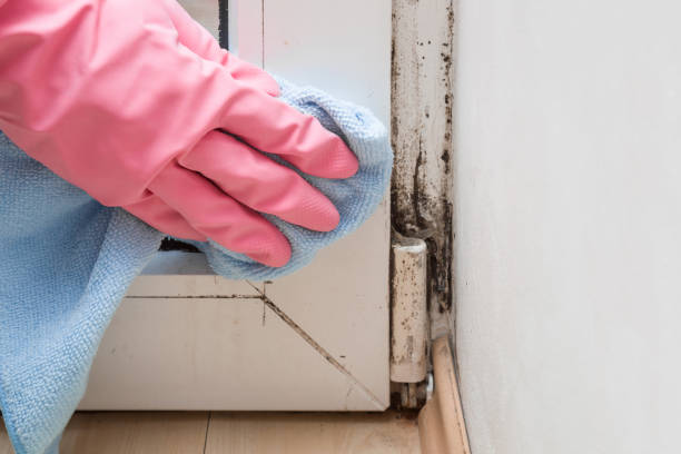 Best HVAC Mold Remediation in Saugerties South, NY