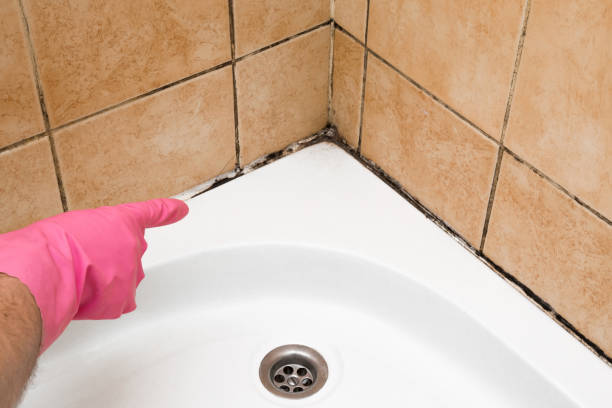 Best Bathroom Mold Remediation in Saugerties South, NY