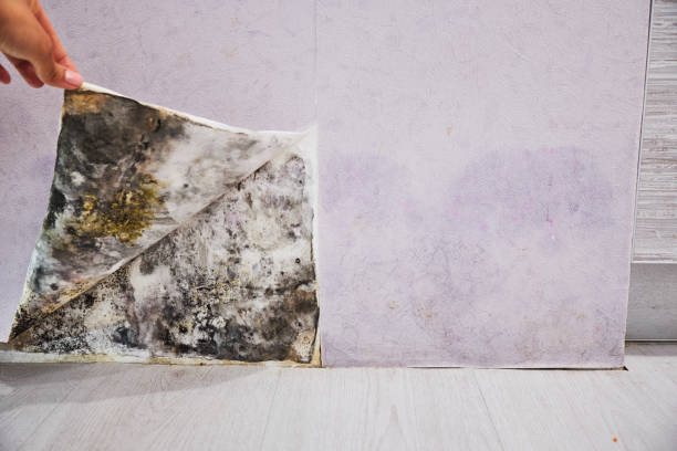 Best Insurance-Related Mold Remediation in Saugerties South, NY